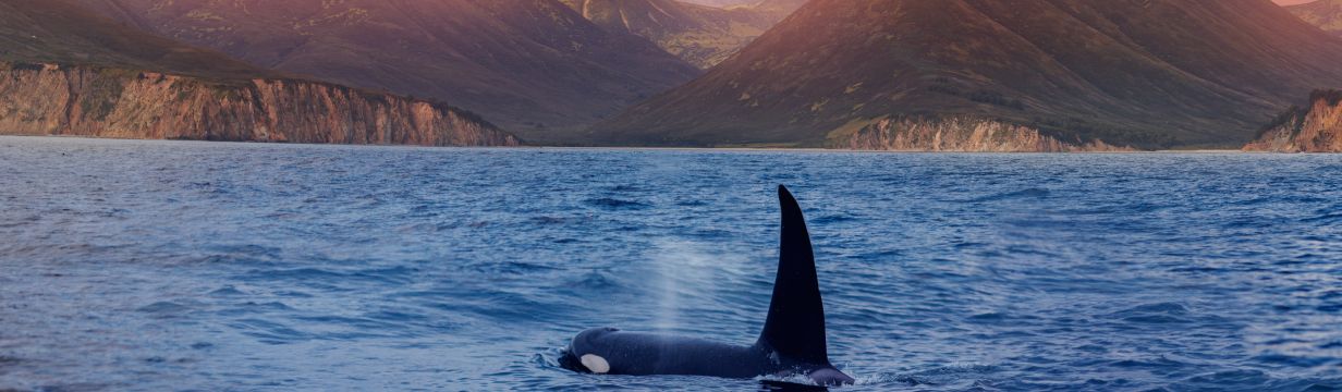 Отели Камчатского края